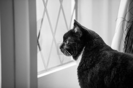 Foto de Un tiro blanco y negro de un gato negro cerca de una ventana en una casa - Imagen libre de derechos