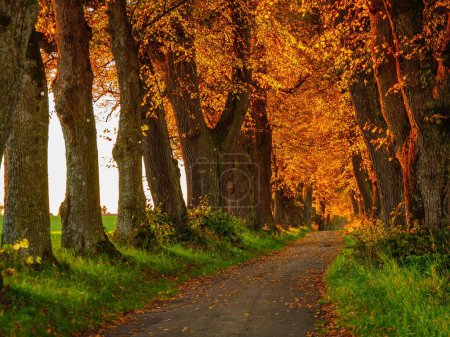 Téléchargez les photos : Une route au milieu de grands arbres aux feuilles orange - en image libre de droit
