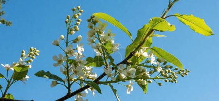 Téléchargez les photos : Les fleurs blanches sur une branche d'arbre contre un ciel bleu. - en image libre de droit