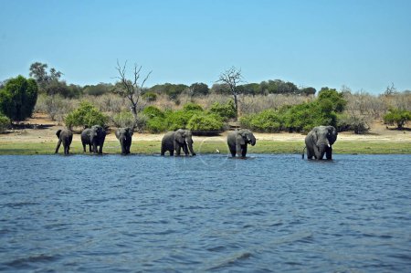 Téléchargez les photos : Un troupeau d "éléphants traversant la rivière Chobe, au parc national de Chobe au Botswana - en image libre de droit