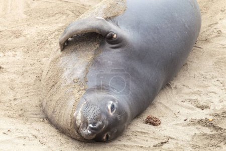 Téléchargez les photos : Plan rapproché d'une femelle de phoque éléphant du nord en Californie, États-Unis - en image libre de droit