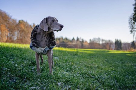 Téléchargez les photos : Le chien Weimaraner mignon se promène joyeusement dans le champ avec la forêt dans le fond flou - en image libre de droit