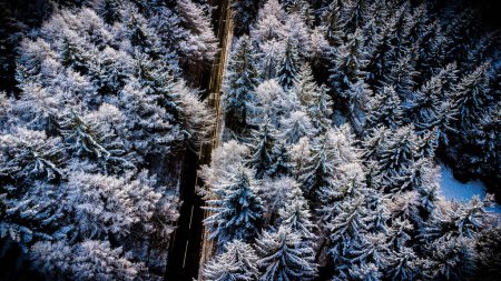 Téléchargez les photos : Vue en angle élevé d'une route au milieu d'une forêt pleine de pins recouverts de neige - en image libre de droit