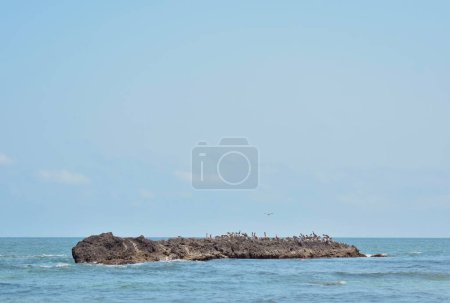 Téléchargez les photos : Un troupeau d'oiseaux debout sur un îlot entouré par les vagues de mer bleu tranquille - en image libre de droit