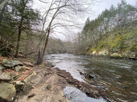 Téléchargez les photos : Une belle scène de nature avec une rivière entourée de pins et de plantes séchées dans la forêt pendant la journée - en image libre de droit