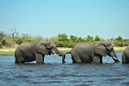 Foto de Una manada de elefantes cruzando el río Chobe, en el parque nacional Chobe en Botswana - Imagen libre de derechos