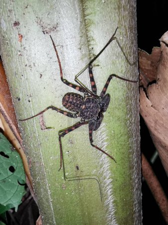 Photo for A vertical shot of a zhgutopodnye spider (Amblypygi) on a tree trunk - Royalty Free Image