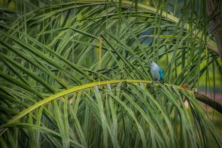 Téléchargez les photos : Un gros plan d'un tanager bleu perché sur un palmier vert un jour de pluie - en image libre de droit