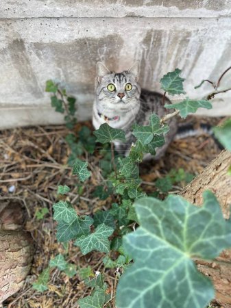 Photo for A vertical shot of beautiful gray cat sitting behind green plants - Royalty Free Image
