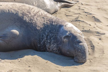 Téléchargez les photos : Une vue rapprochée du taureau phoque éléphant du Nord se relaxant sur le sable par une journée ensoleillée - en image libre de droit