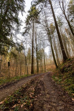 Téléchargez les photos : Vue verticale d'une belle forêt d'automne à Baden-Wurtemberg, Allemagne - en image libre de droit
