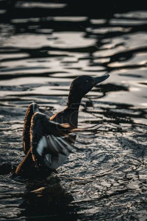 Foto de Un pequeño pato salvaje disfrutando del agua del río - Imagen libre de derechos