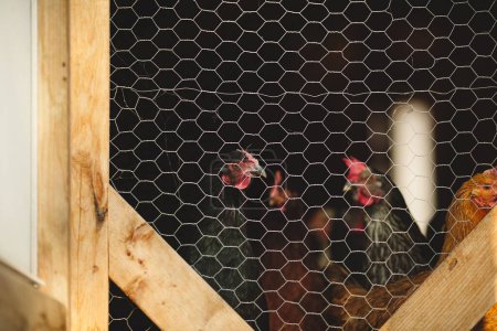 Foto de Un primer plano de pollos en un cobertizo en una granja en Ontario, Canadá - Imagen libre de derechos