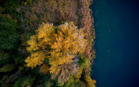 Photo for An aerial view over fall trees near the sea - Royalty Free Image