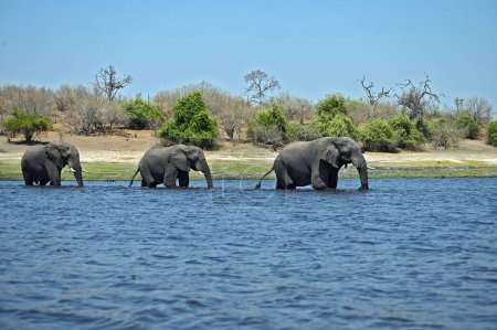 Téléchargez les photos : Un troupeau d "éléphants traversant la rivière Chobe, au parc national de Chobe au Botswana - en image libre de droit