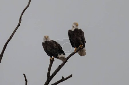 Téléchargez les photos : Les deux pygargues à tête blanche perchés sur la branche de l'arbre - en image libre de droit