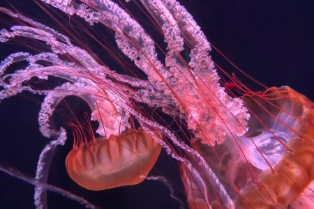 Foto de Un primer plano de dos medusas rojas bajo el agua - Imagen libre de derechos