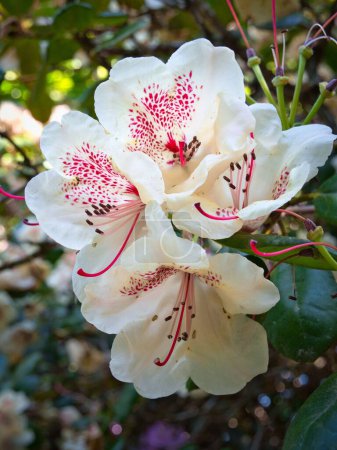 Photo for A macro shot of a white rhododendron flower - Royalty Free Image