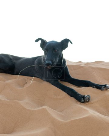 Foto de Una vertical de un lindo perro negro descansando sobre las arenas calientes del desierto del Sahara en Marruecos - Imagen libre de derechos