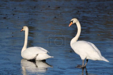 Photo for A selective of mute swan couple in the lake - Royalty Free Image