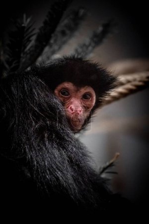 Foto de Un primer plano de un mono abrigos en el zoológico - Imagen libre de derechos