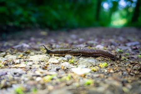 Photo for A closeup of a land slug (Limax cinereoniger) on the ground in a forest on the blurred background - Royalty Free Image