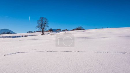 Téléchargez les photos : Un champ et des plantes séchées recouvertes de neige - en image libre de droit