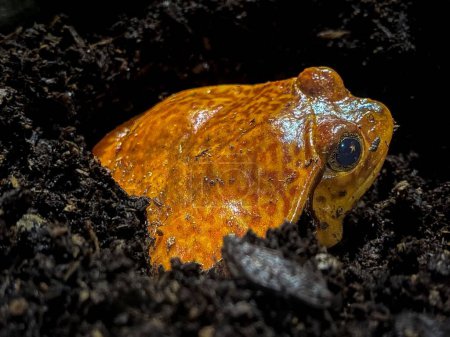 Photo for A closeup of a false tomato frog on the ground - Royalty Free Image