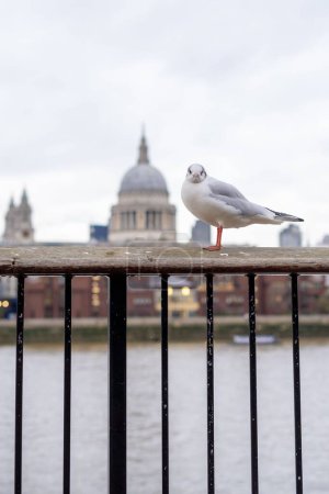Photo for A seagull with the Saint Paul cathedral in background, London - Royalty Free Image