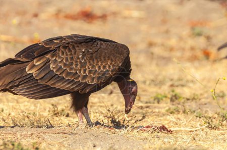 Téléchargez les photos : Un vautour dinde perché sur le champ et mangeant une proie - en image libre de droit
