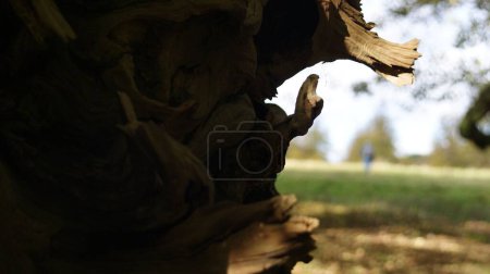 Foto de Un primer plano de madera en el fondo de un parque - Imagen libre de derechos