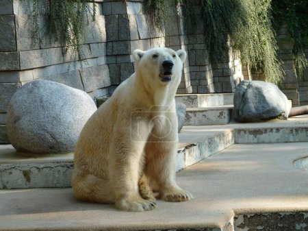Téléchargez les photos : Un ours blanc assis sur un sol pierreux au zoo - en image libre de droit