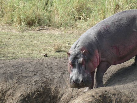 Téléchargez les photos : Un énorme hippopotame (Hippopotamus amphibius) doit passer la majeure partie de la journée dans l'eau, le parc national du Serengeti, en Tanzanie, en Afrique - en image libre de droit