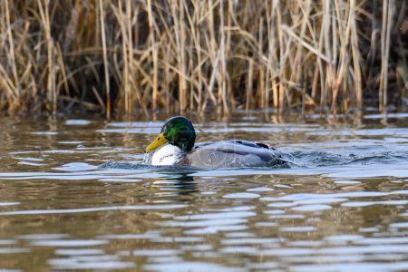 Photo for A wild duck with a green head swimming in the water of a lake on a bright, sunny day - Royalty Free Image