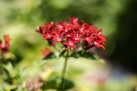 Photo for A selective focus of a red Pentas lanceolata or Egyptian star cluster, in a garden on a sunny day - Royalty Free Image