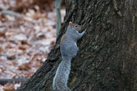Foto de Una ardilla trepando por el lado de un árbol en el bosque - Imagen libre de derechos
