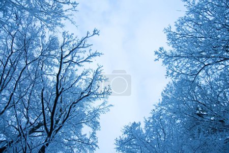 Photo for A low angle shot of tree branches covered in snow against a cloudy sky. - Royalty Free Image