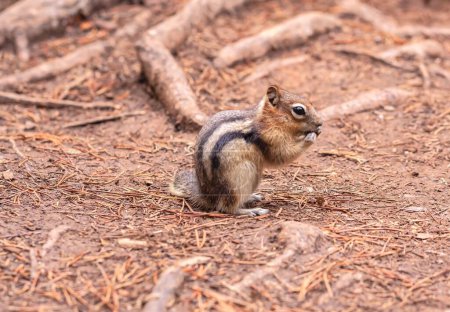 Photo for A closeup of a cute little golden-mantled ground squirrel chewing nuts in a brown forest - Royalty Free Image