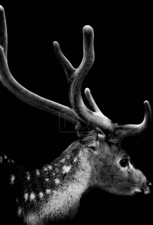 Foto de Un ciervo manchado aislado en fondo negro - Imagen libre de derechos