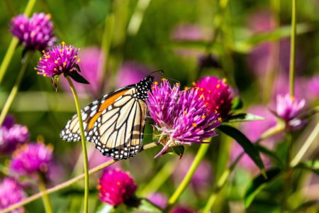 Photo for A closeup shot of an orange monarch butterfly on a purple clover flower - Royalty Free Image