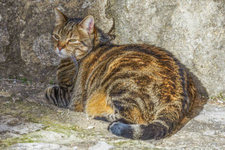 Foto de Gato común tumbado tomando el sol frente a una pared de piedra - Imagen libre de derechos