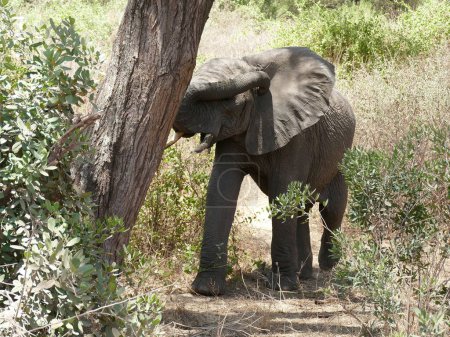 Photo for An African savannah elephant (Loxodonta africana)in Serengeti National park, Tanzania, Africa - Royalty Free Image