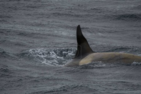 Téléchargez les photos : Une baleine nageant dans l'eau - en image libre de droit
