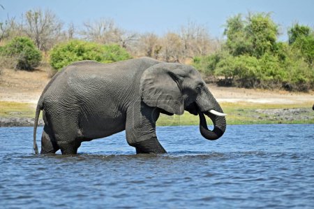 Téléchargez les photos : Un seul éléphant traverse la rivière Chobe, à Chobe National Part au Botswana, Af - en image libre de droit