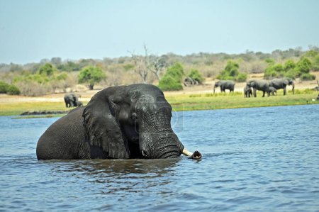 Photo for A single Elephant crossing Chobe River, at Chobe National Part in Botswana, Af - Royalty Free Image