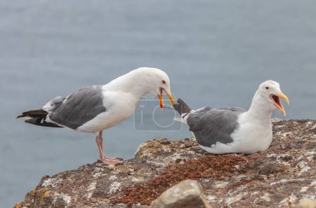 Photo for A closeup shot of western gulls walking near the sea - Royalty Free Image