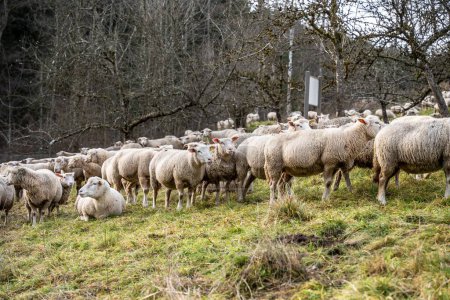 Téléchargez les photos : Un troupeau de moutons paissant dans un champ rural en Allemagne - en image libre de droit