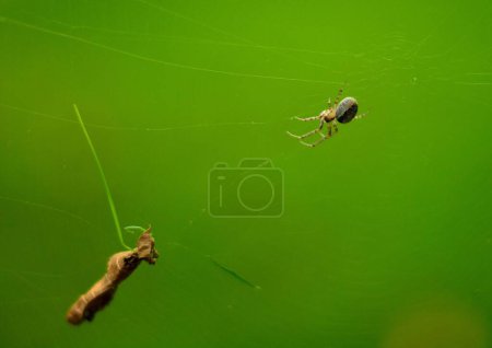 Photo for A closeup shot of a spider on a cobweb with a dried leaf - Royalty Free Image