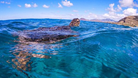 Photo for A closeup of a turtle swimming in the blue sea water - Royalty Free Image