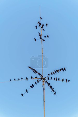 Foto de Mirlos posados en una antena en la azotea al anochecer - Imagen libre de derechos